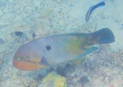Fully mature graphic wrasse